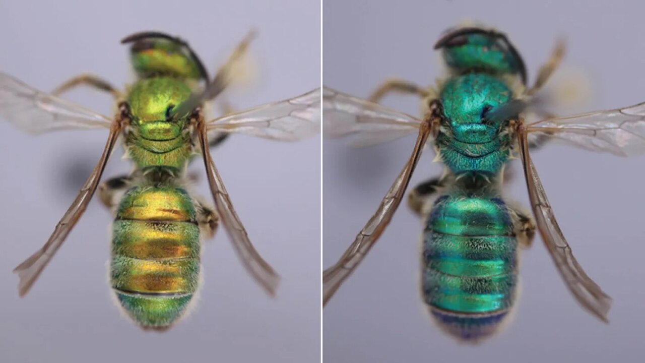 Sweat bees turn a greenish color in muggy weather