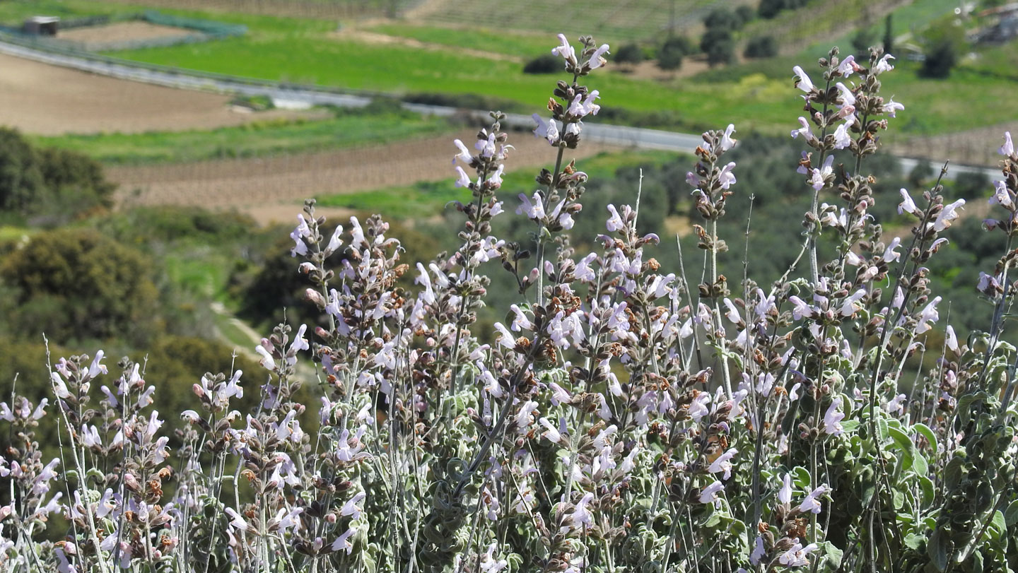 042126 SM plantnutrients main