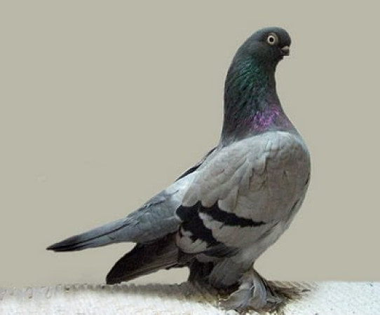 312497 pigeon 1419354933