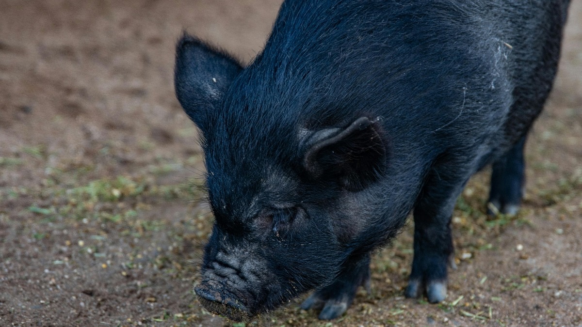 69d3b625a42c5 pig sperm medical research cancer treatment 06332066