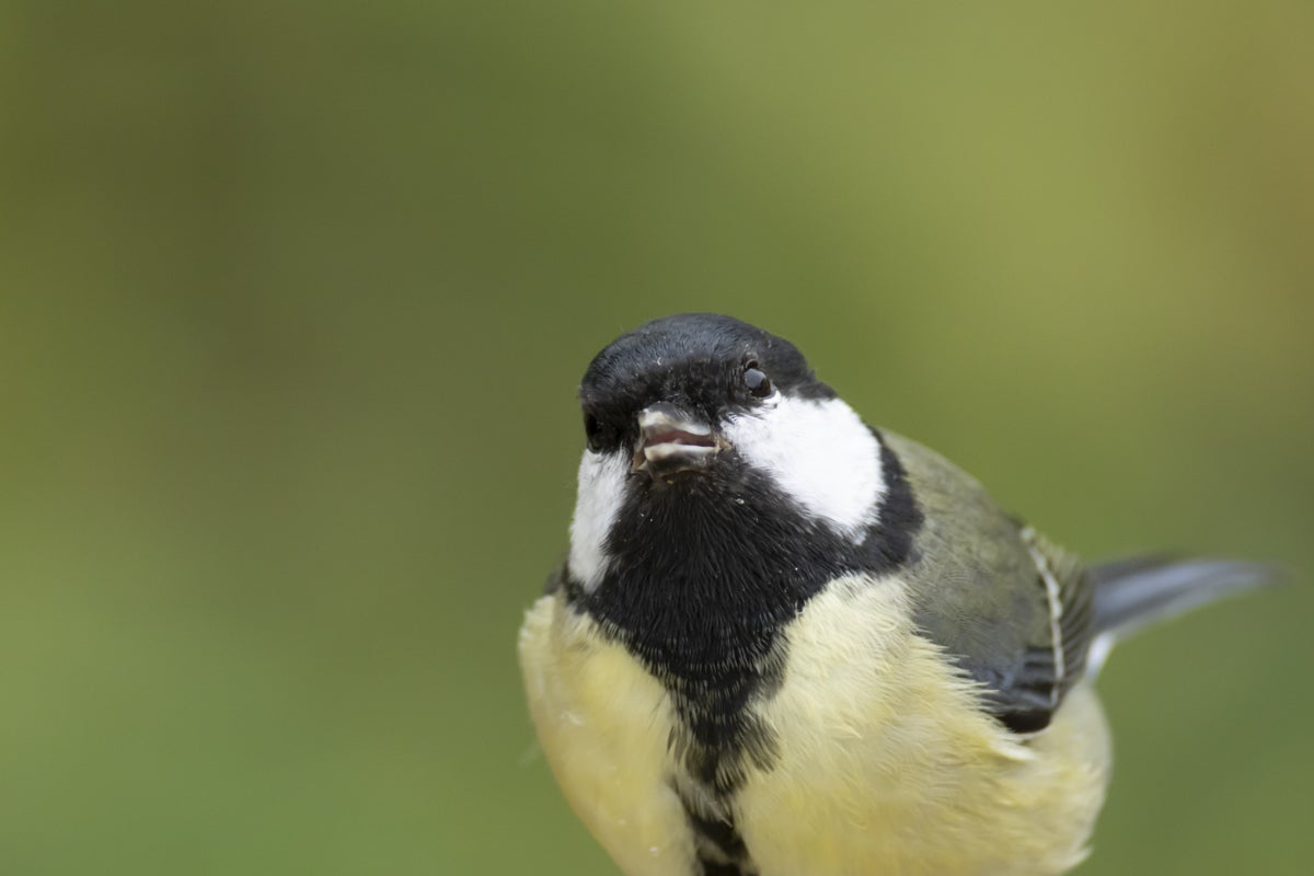 Great tit
