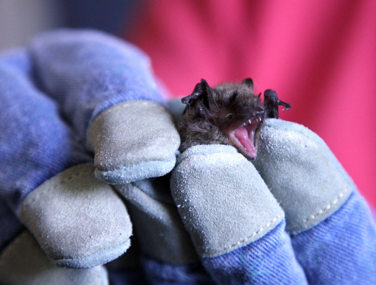 Little Brown Myotis bat