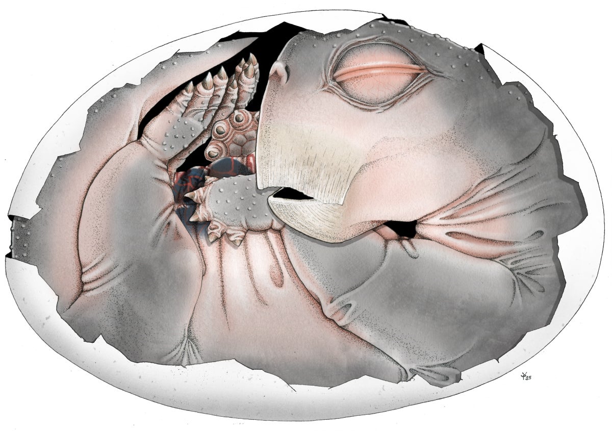 Lystrosaurus embryo reconstruction