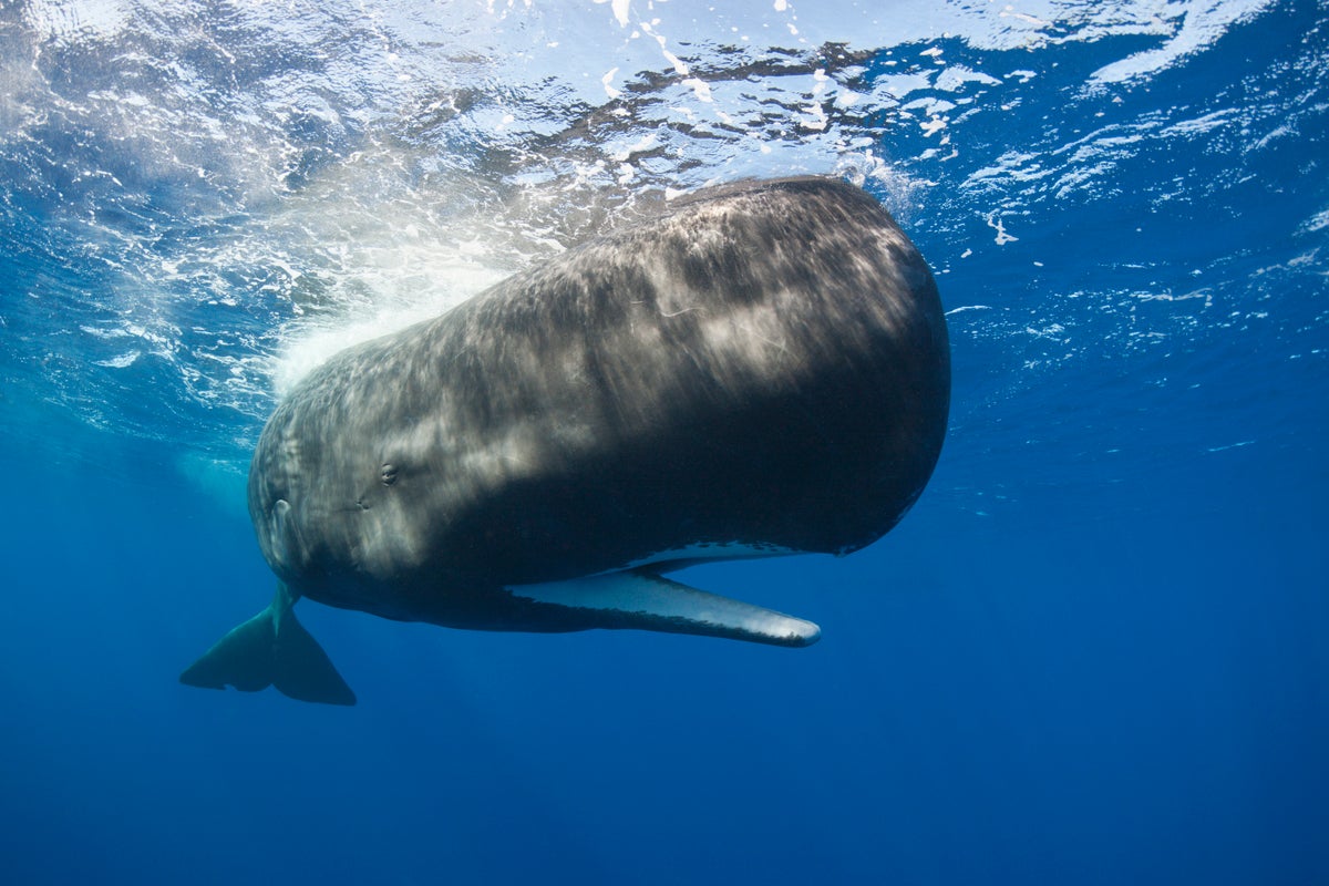 Sperm whale with open mouth