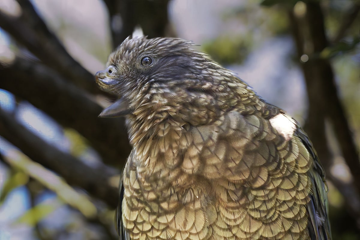 bruce the kea adj web