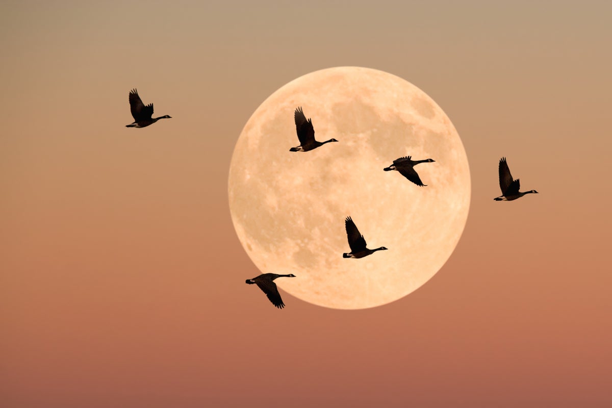 geese moon