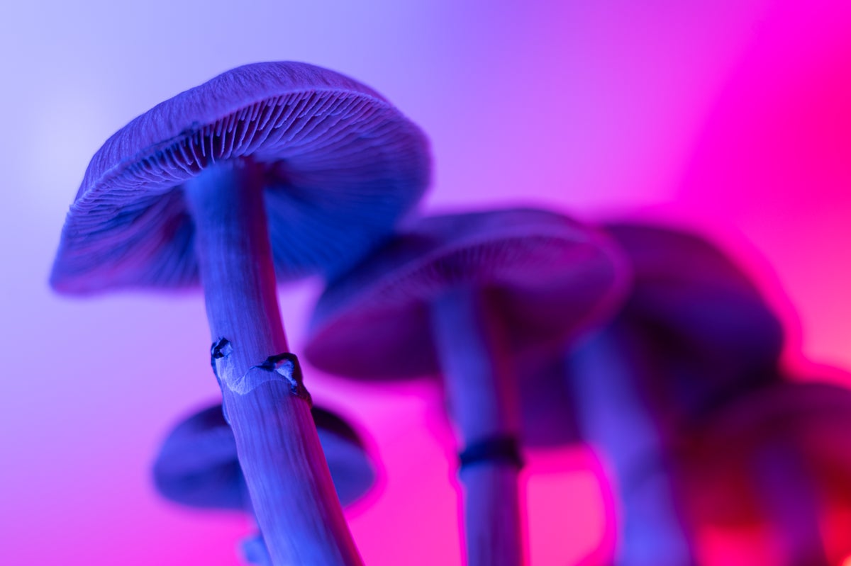 magic mushrooms