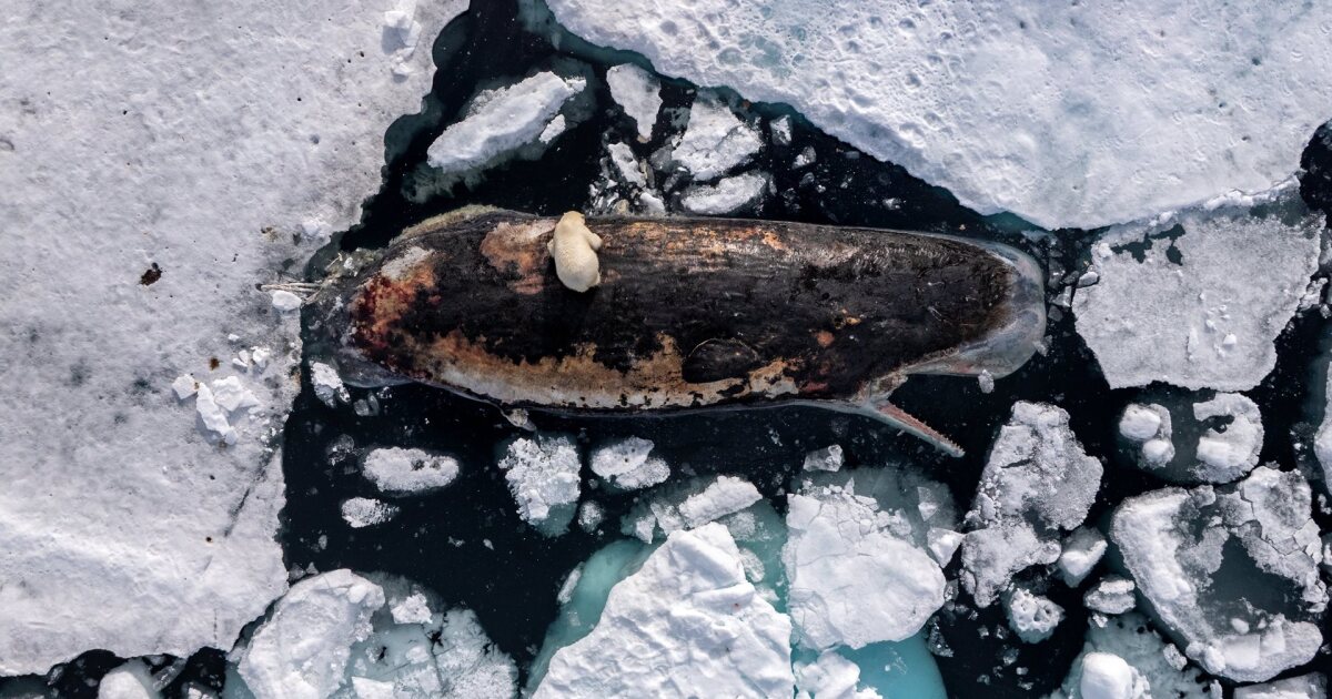 urlhttps3A2F2Fnewatlas brightspot.s3.amazonaws.com2F082F392F55fcac8a47ba97a0d6daee5f4a5c2Fw