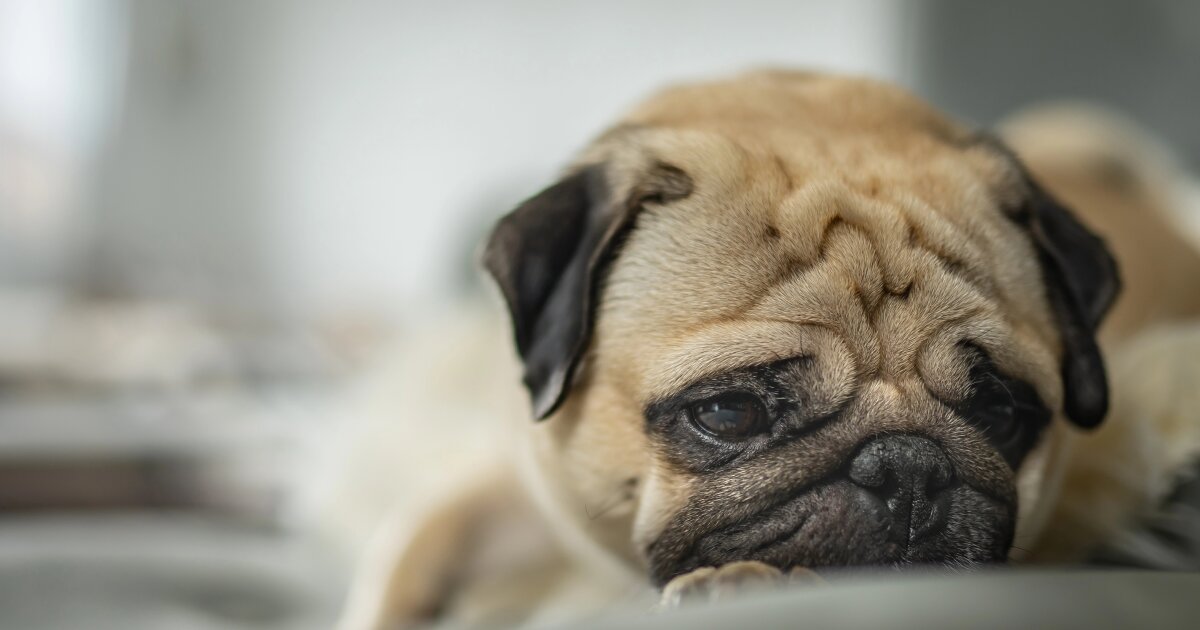 urlhttps3A2F2Fnewatlas brightspot.s3.amazonaws.com2Fd52Fc82Fa71815484ee4a573109e484890832Fd