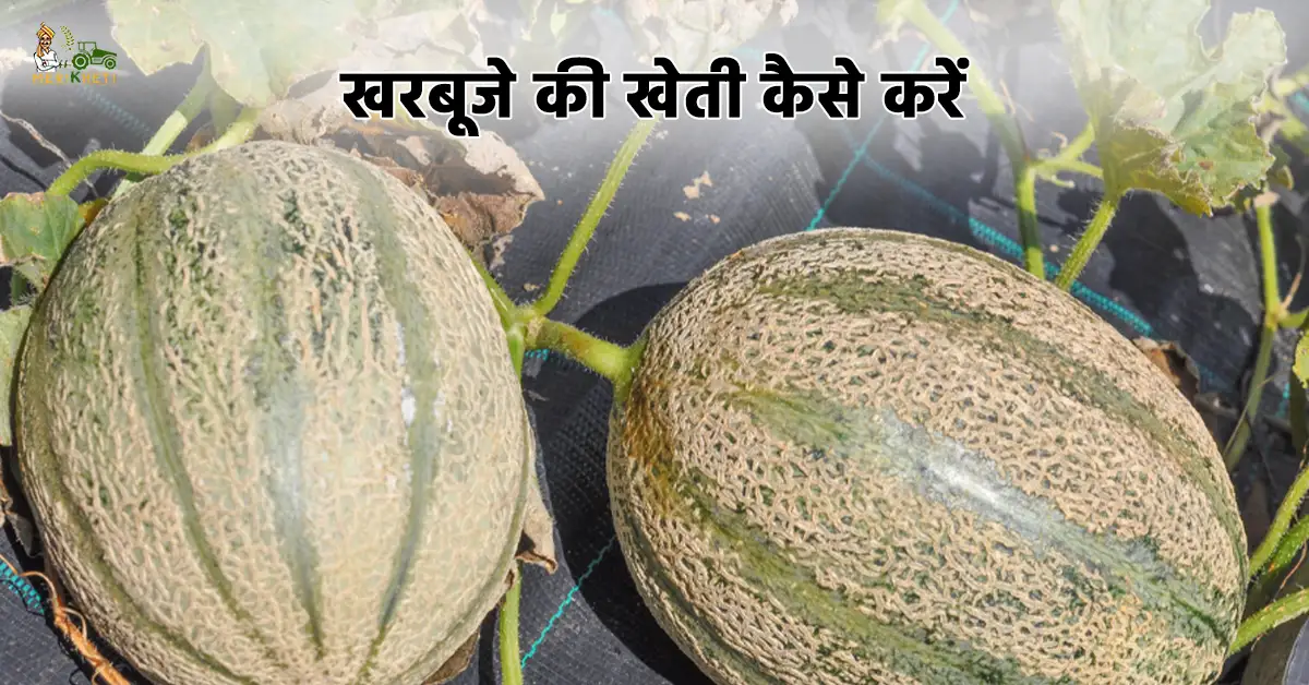 खरबूजे की खेती की जानें पूरी जानकारी1.webp