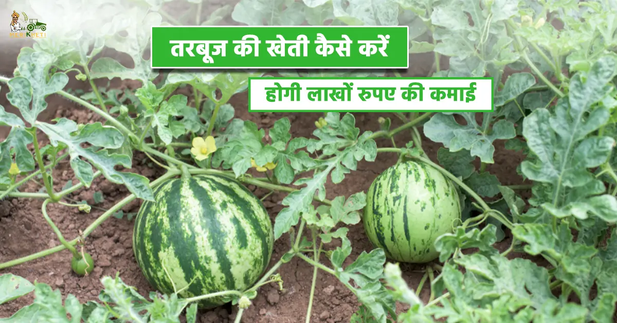 तरबूज की खेती की संपूर्ण जानकारी1.webp