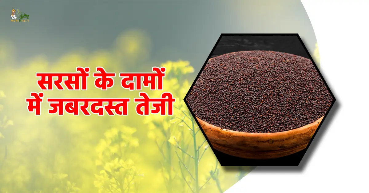 सरसों के दामों में जबरदस्त तेजी.webp