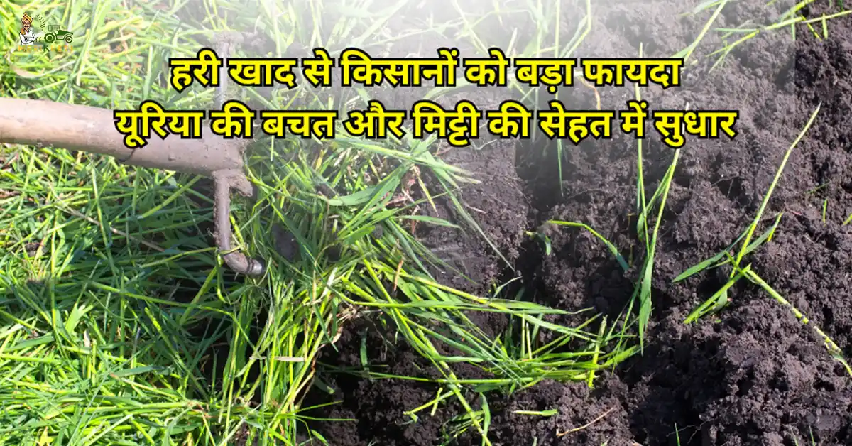हरी खाद से किसानों को बड़ा फायदा 1.webp
