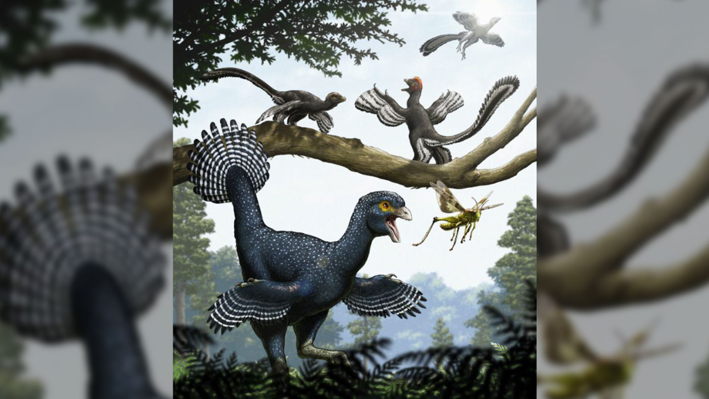 050126 LB dinosaurfeathers main