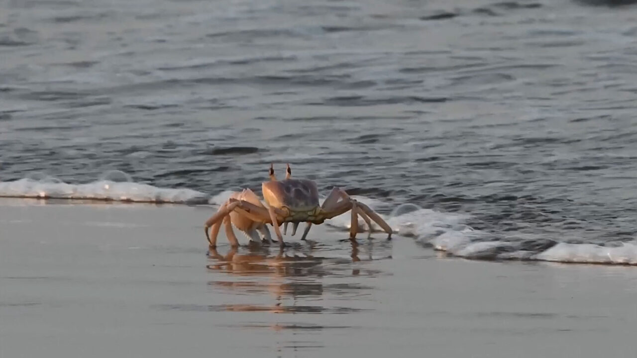 Crabs’ sideways walk may have evolved just once