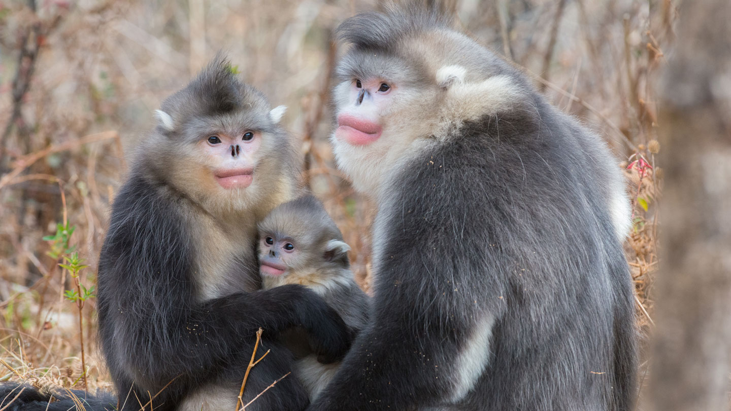 051226 JB primates main