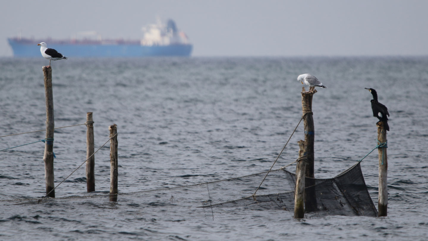051426 BB bobbybuoy main