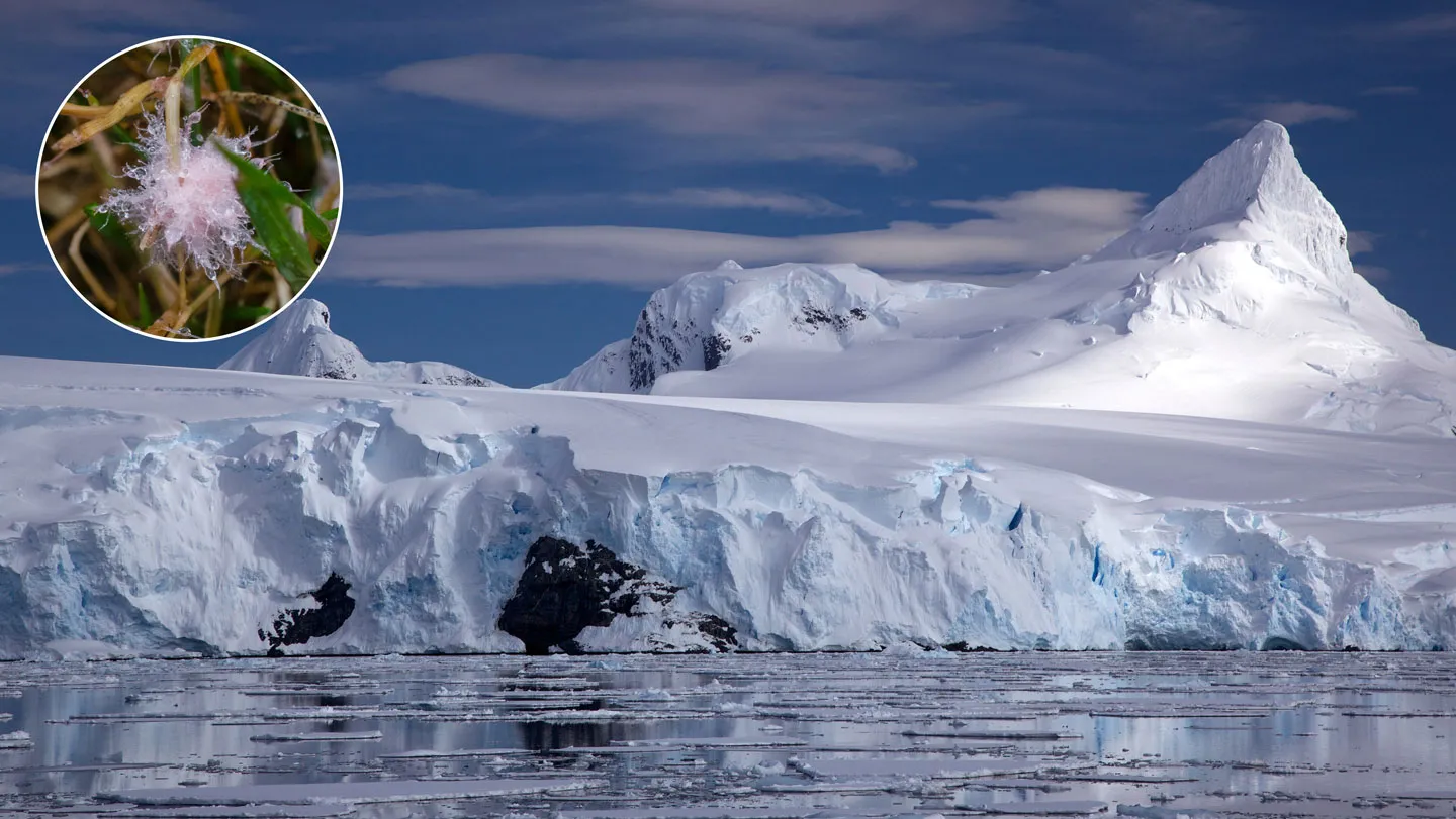 051526 CG Antarctica main