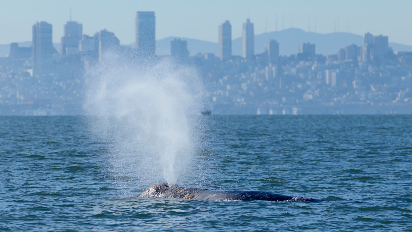 051926 CG whales main