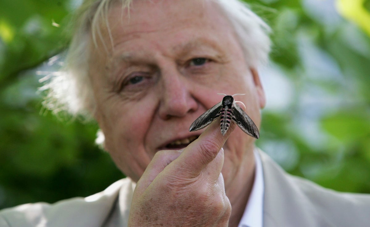David Attenborough moth