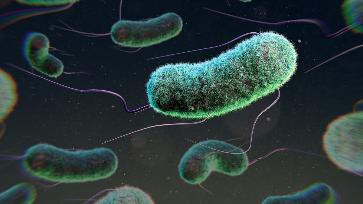 E coli
