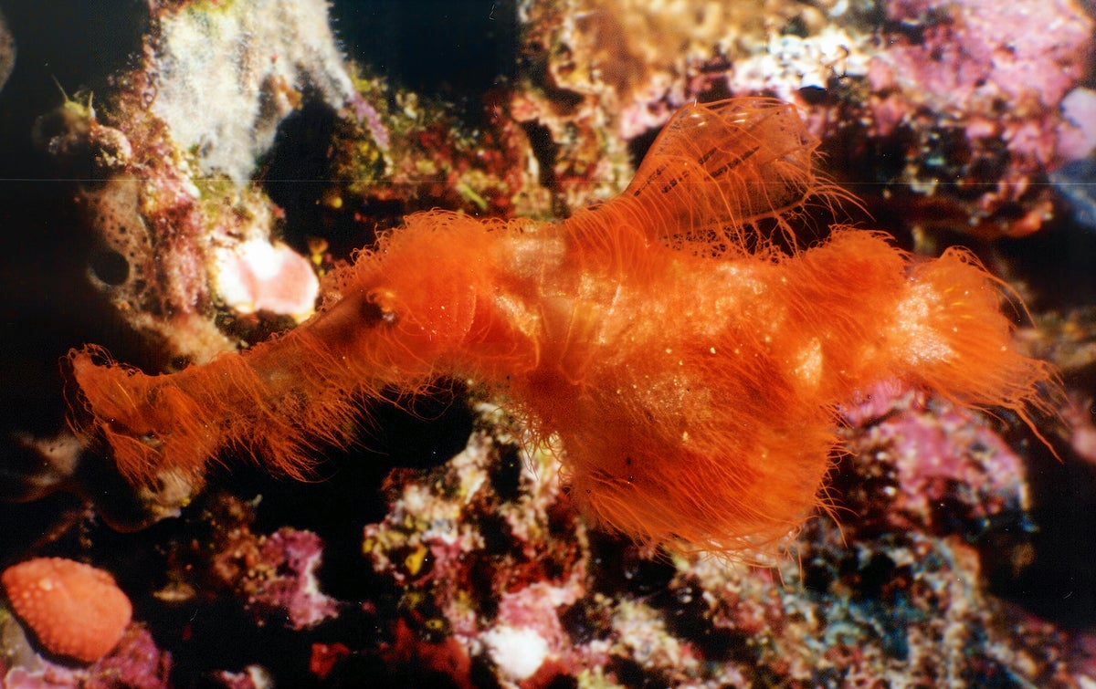Fig 7 IN SITU Adult Harasti PNG S snuffleupagus