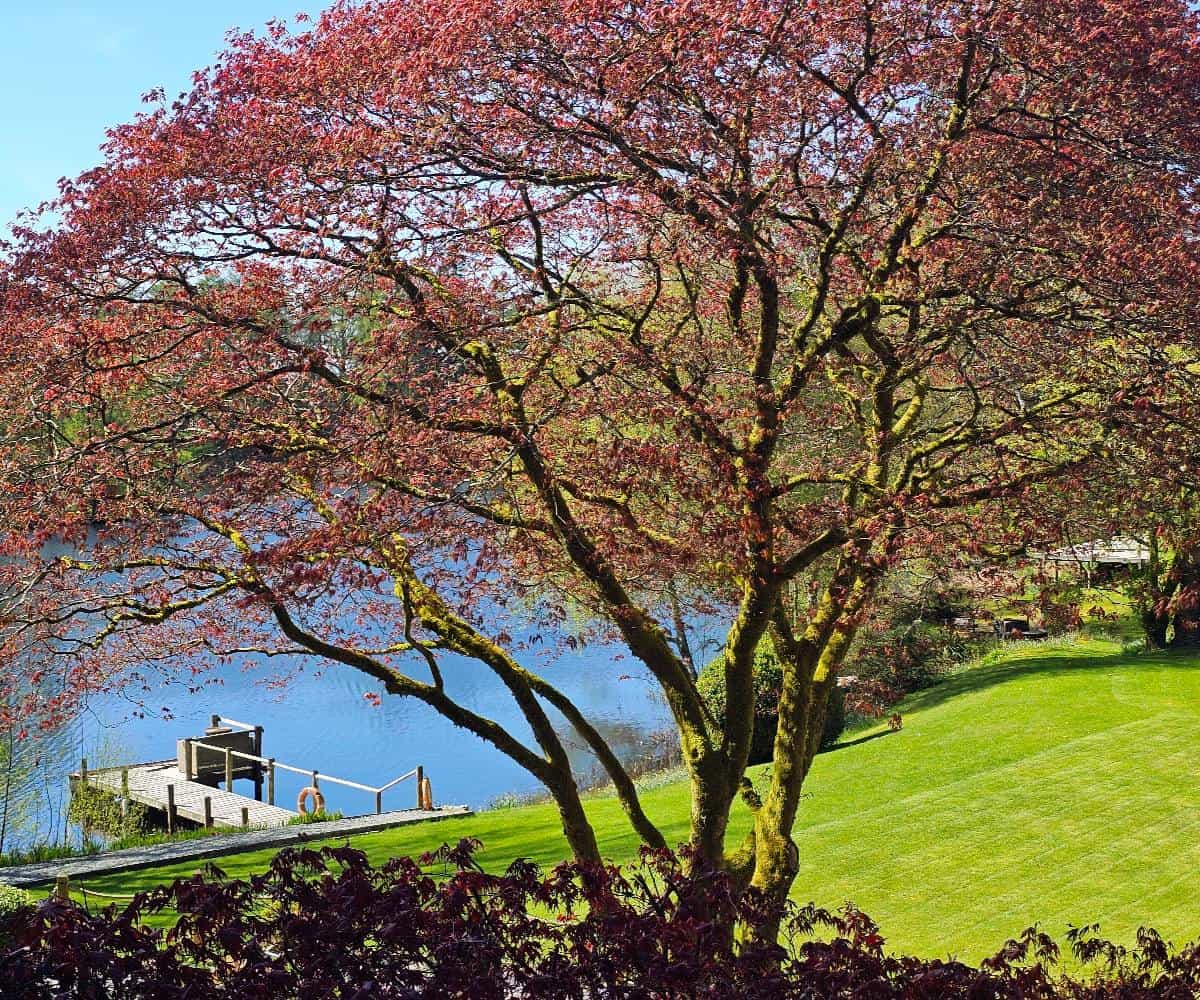 Knipe Tarn view at Lake House