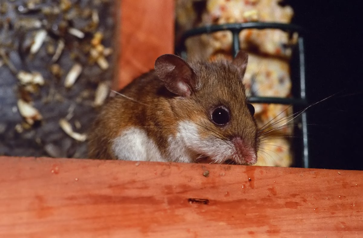 Mouse
