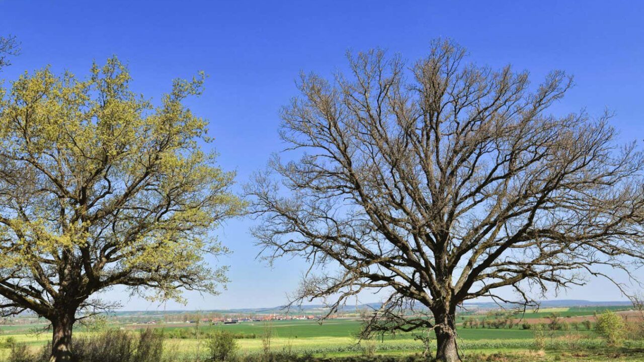 Oak trees use delaying tactics to thwart hungry caterpillars