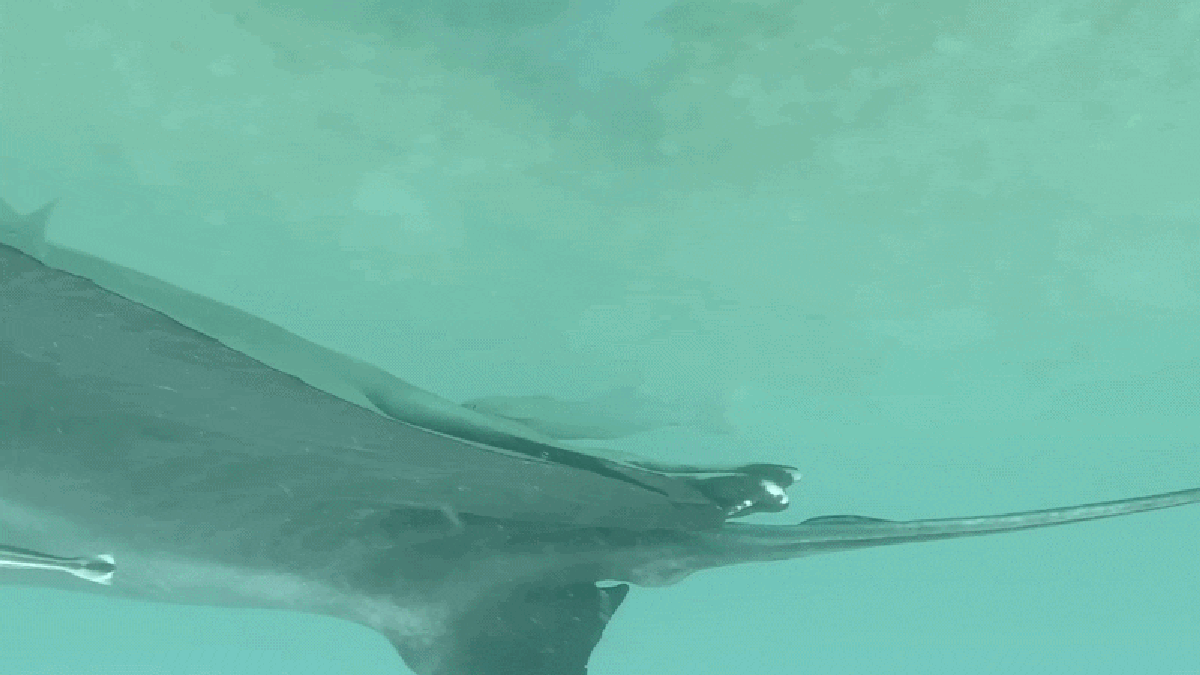 cloacal diving