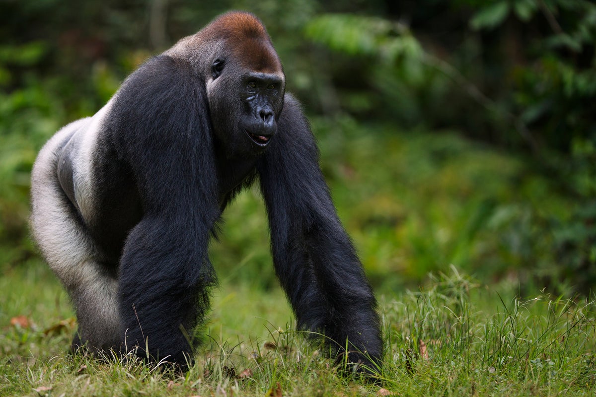 gorilla