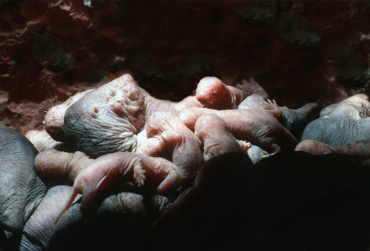 naked mole rat