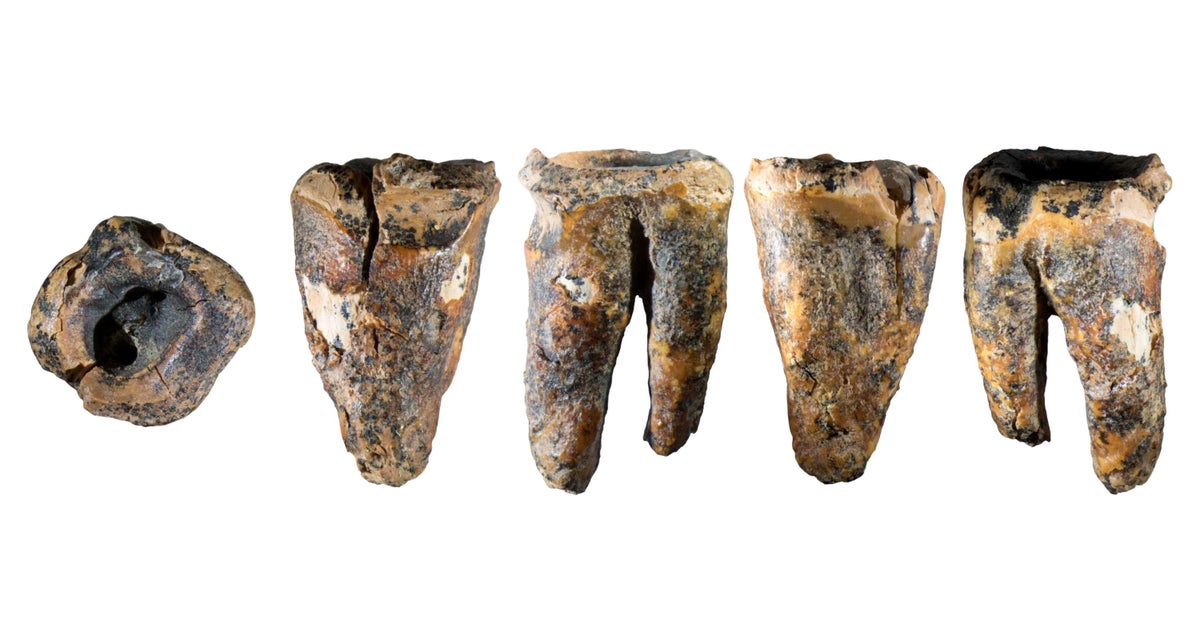neanderthal molar