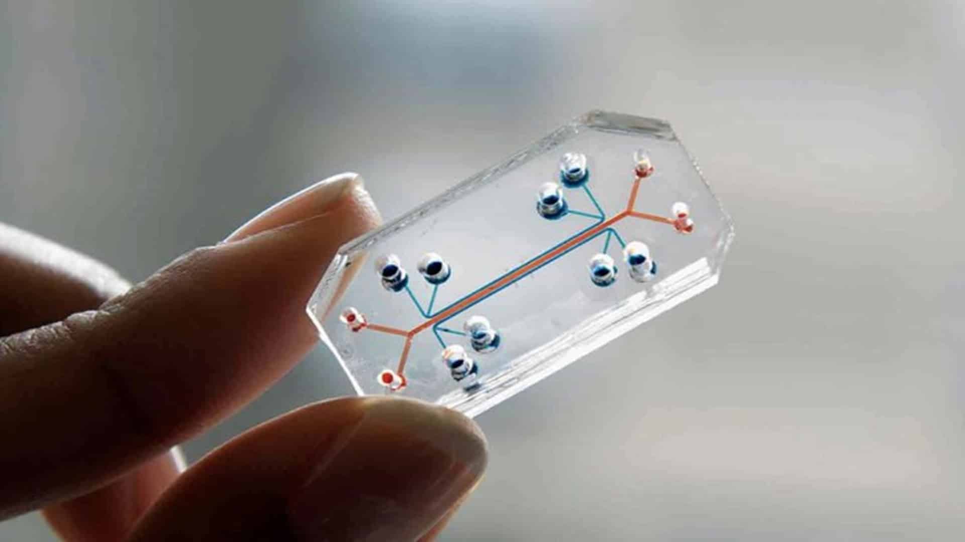 organ on chip