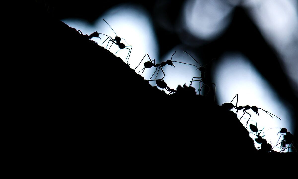 These ants navigate with a compass tuned to the moon