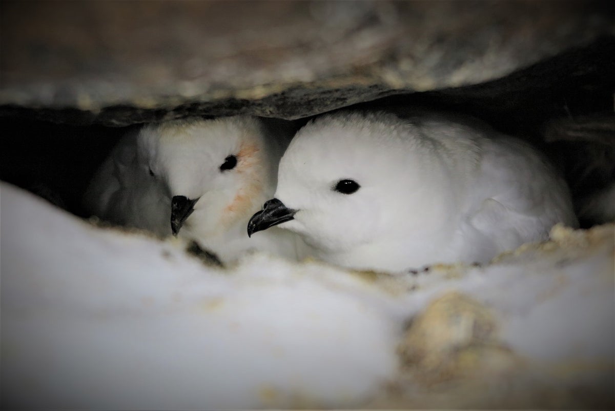 snow petrel adults Credit Ewan Wakefield Durham University
