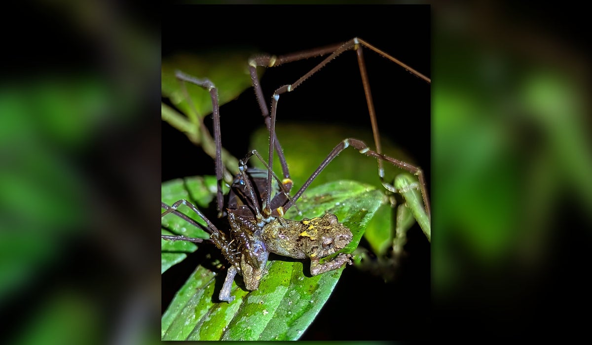 spider frog