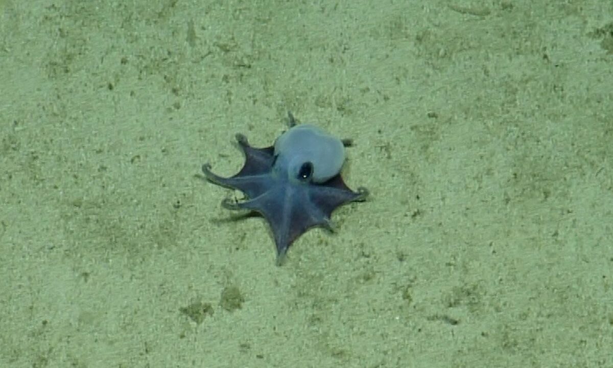 Tiny alien-like blue octopus discovered lurking off the Galapagos Islands