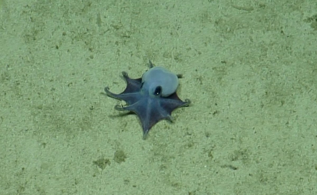 tiny blue octopus cdf