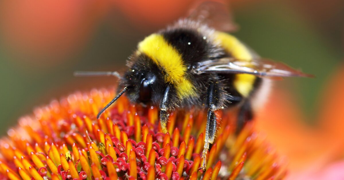 Peru recognizes stingless bees with legal rights