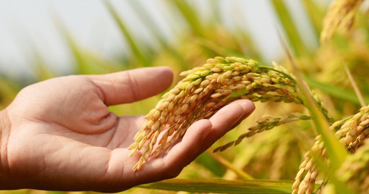 Scientists engineer perennial rice for sustainable agriculture