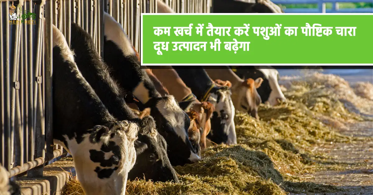 गर्मियों में पशुओं के लिए पौष्टिक चारा बनाना क्यों जरूरी.webp