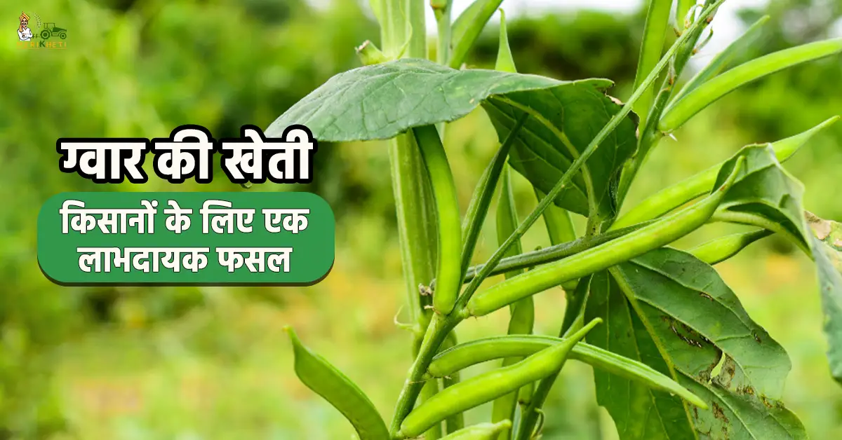 ग्वार की खेती किसानों के लिए एक लाभदायक फसल1.webp