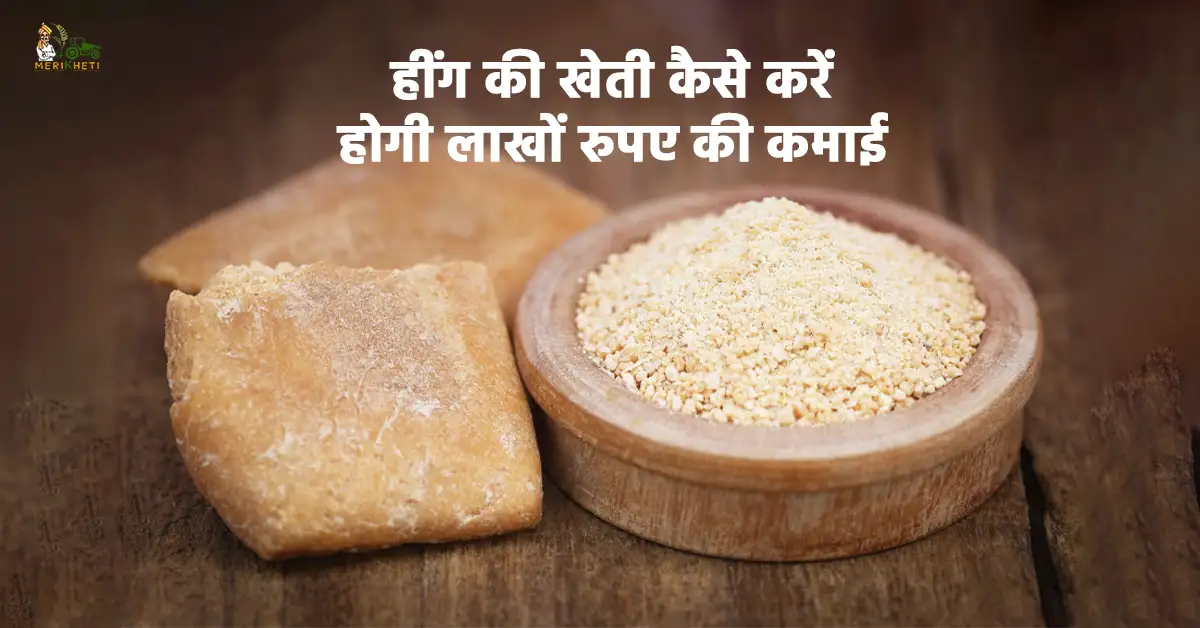 भारत में हींग की खेती कैसे होती जानें पूरी जानकारी1.webp