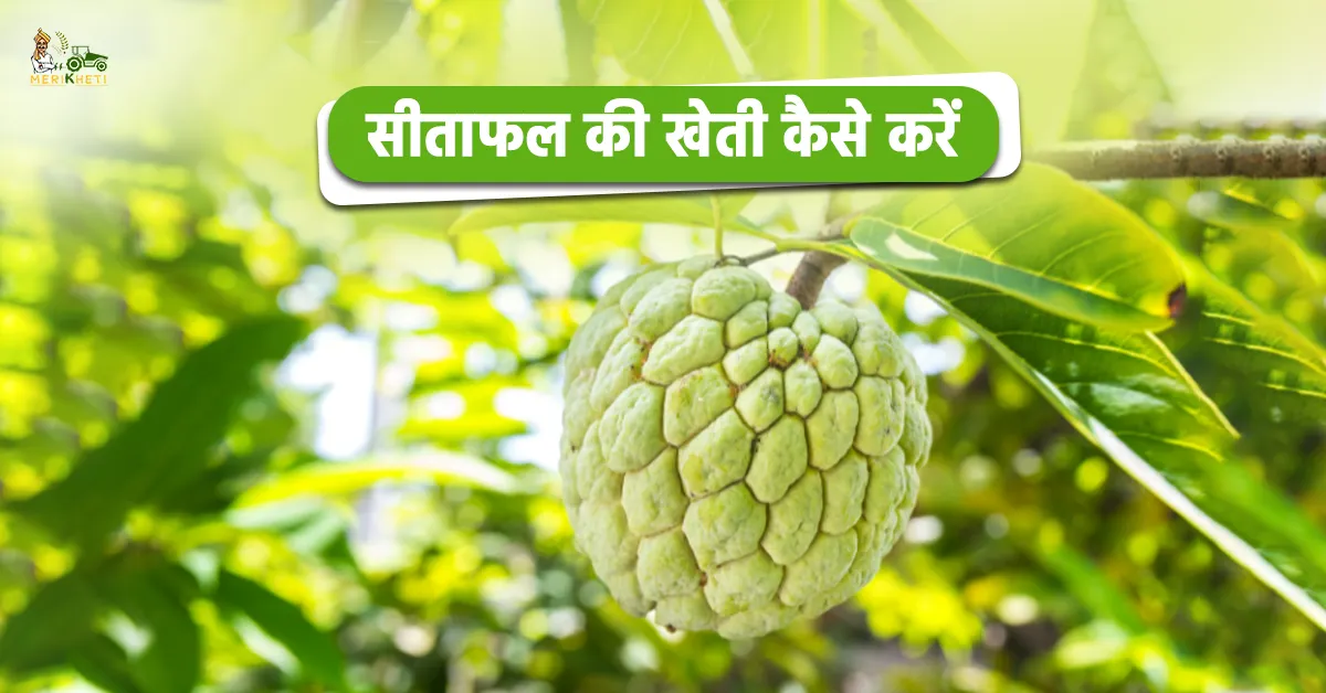 सीताफल की खेती किसानों के लिए बन रही लाभकारी व्यवसाय.webp